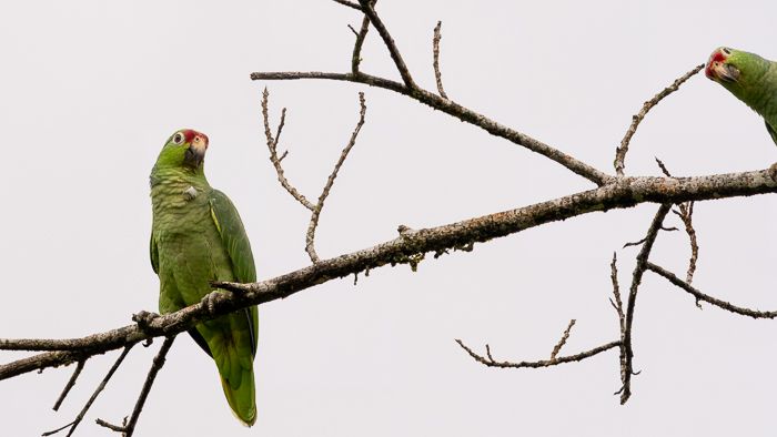 Red-Lored Amazon peek