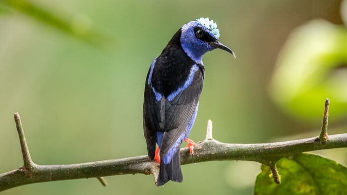 Red Legged Honeycreeper -2