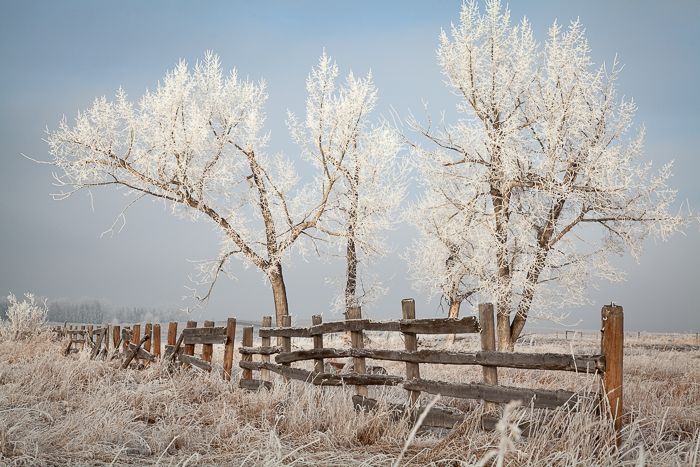 Prairie Hoar Frost 2