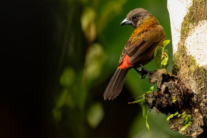Scarlet Rumped Tanager