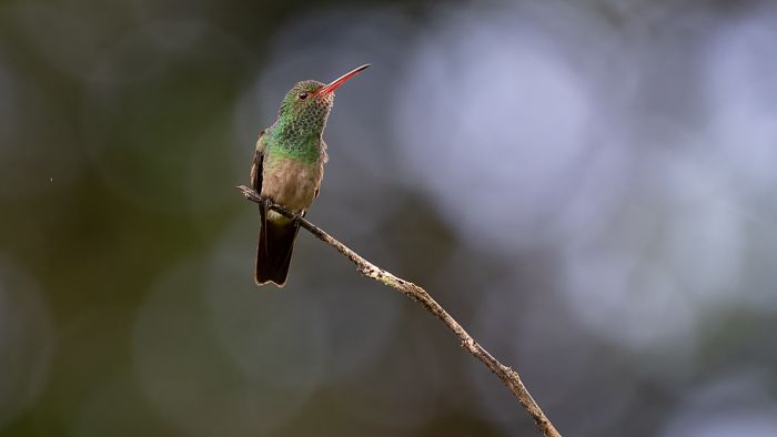 Rufous Tailed Hummingbird