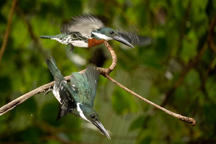 Amazon Kingfisher x2