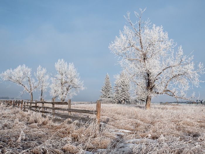 Prairie Hoar Frost