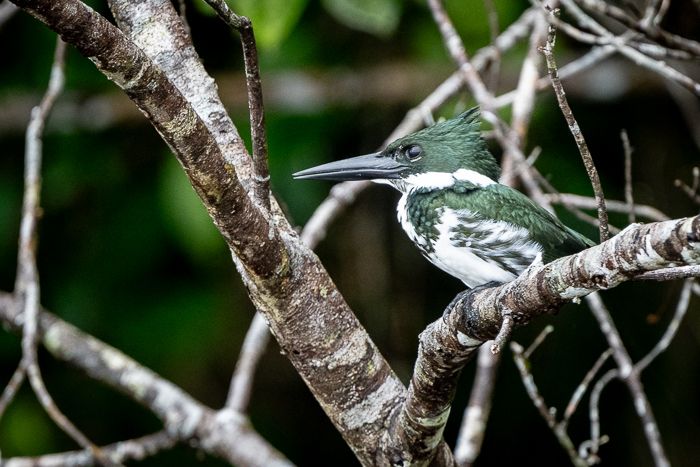Amazon Kingfisher