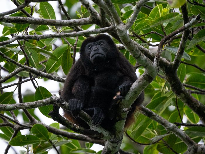 Howler Monkey