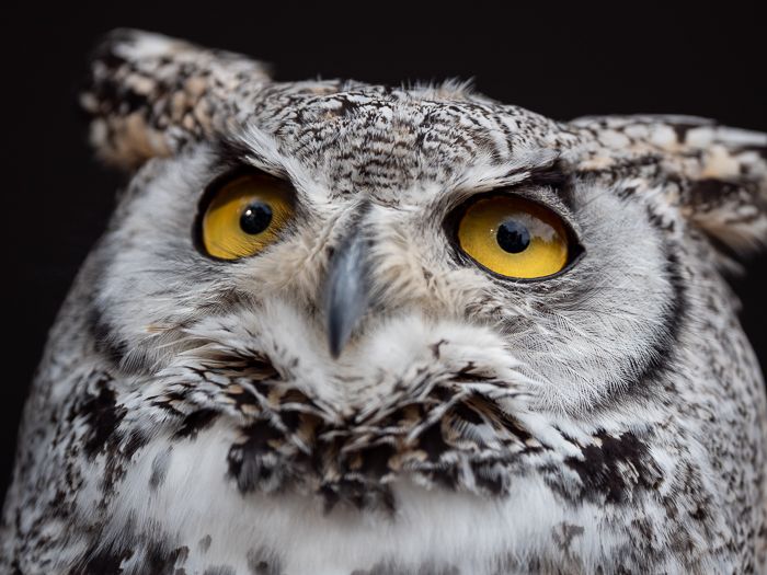 Great Horned Owl Stare