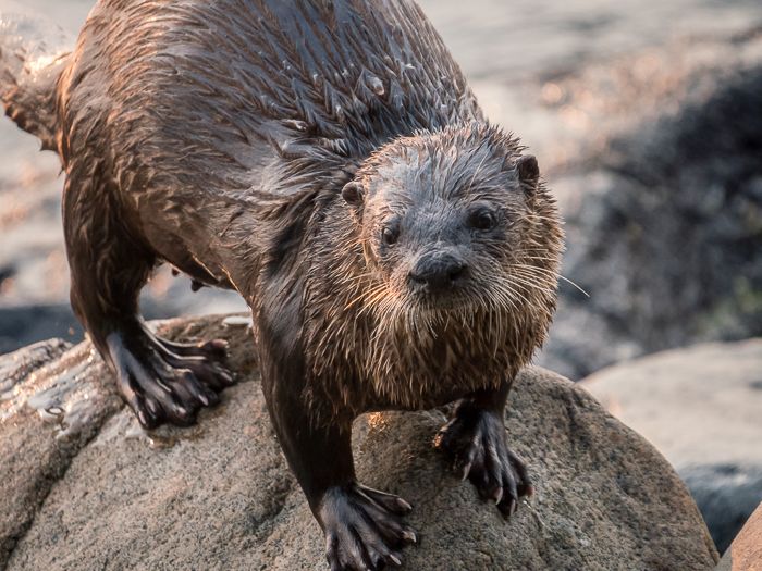 River Otter