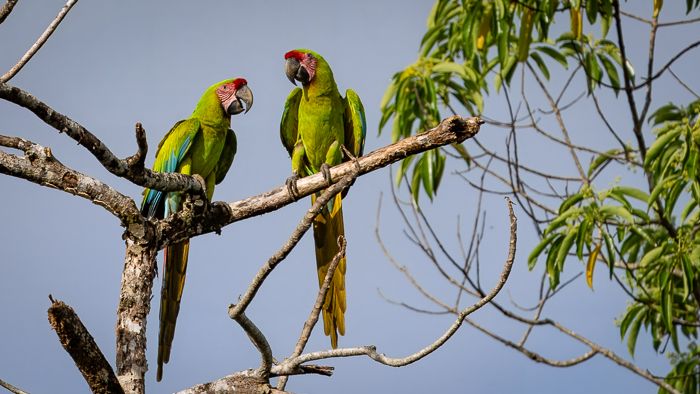 Great Green Macaw