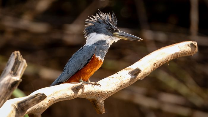 Ringed Kingfisher
