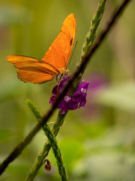 Butterfly in Orange
