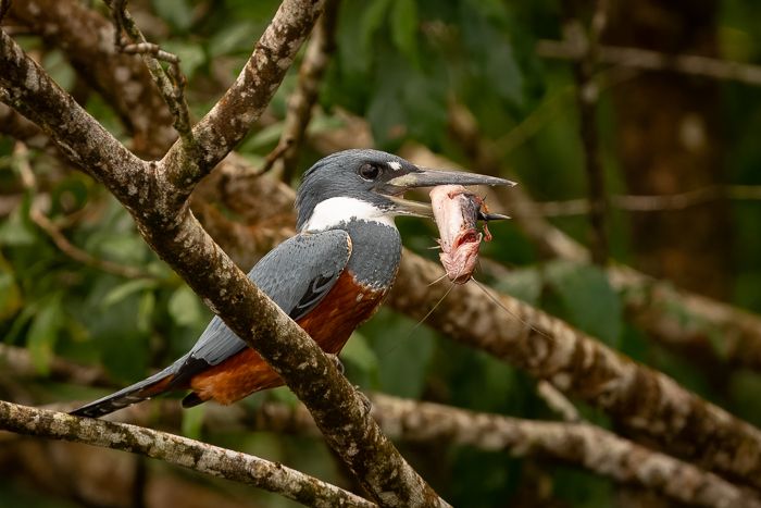 Ringed Kingfisher w fish