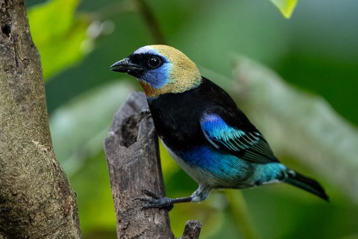 Golden-hooded Tanager-2