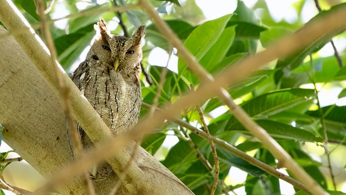 Pacific Screech Owl