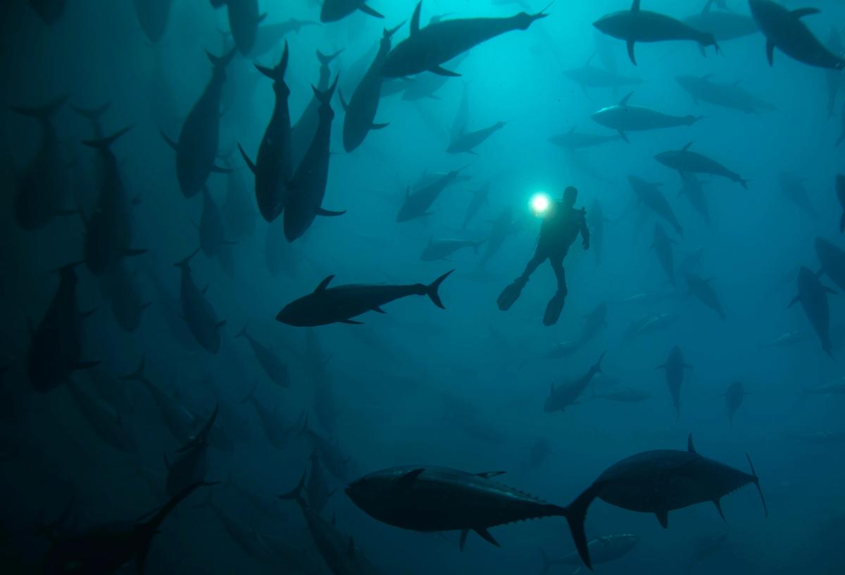 Mahmut Serdar Alakuş - TFSF (Türkiye Fotoğraf Sanatı Federasyonu) Altın Madalya 