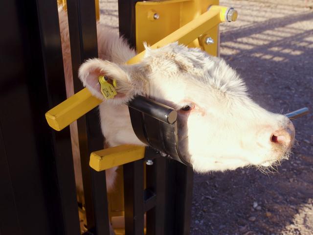 Accesorio fijador de cabeza