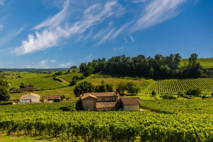Weinbergreihen bei Sonnenuntergang auf dem französischen Land