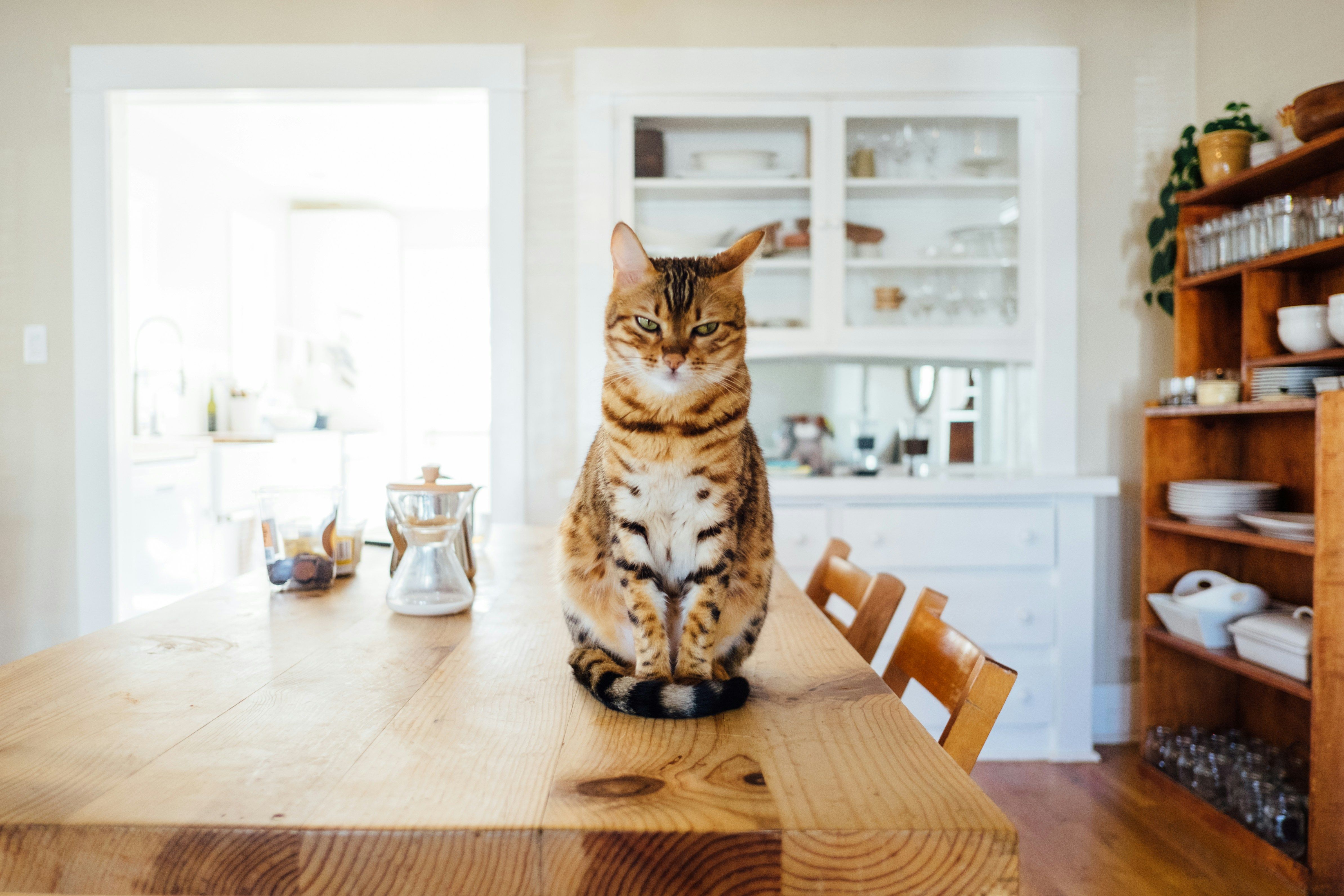 a cat is sitting on a wooden table in a kitchen .