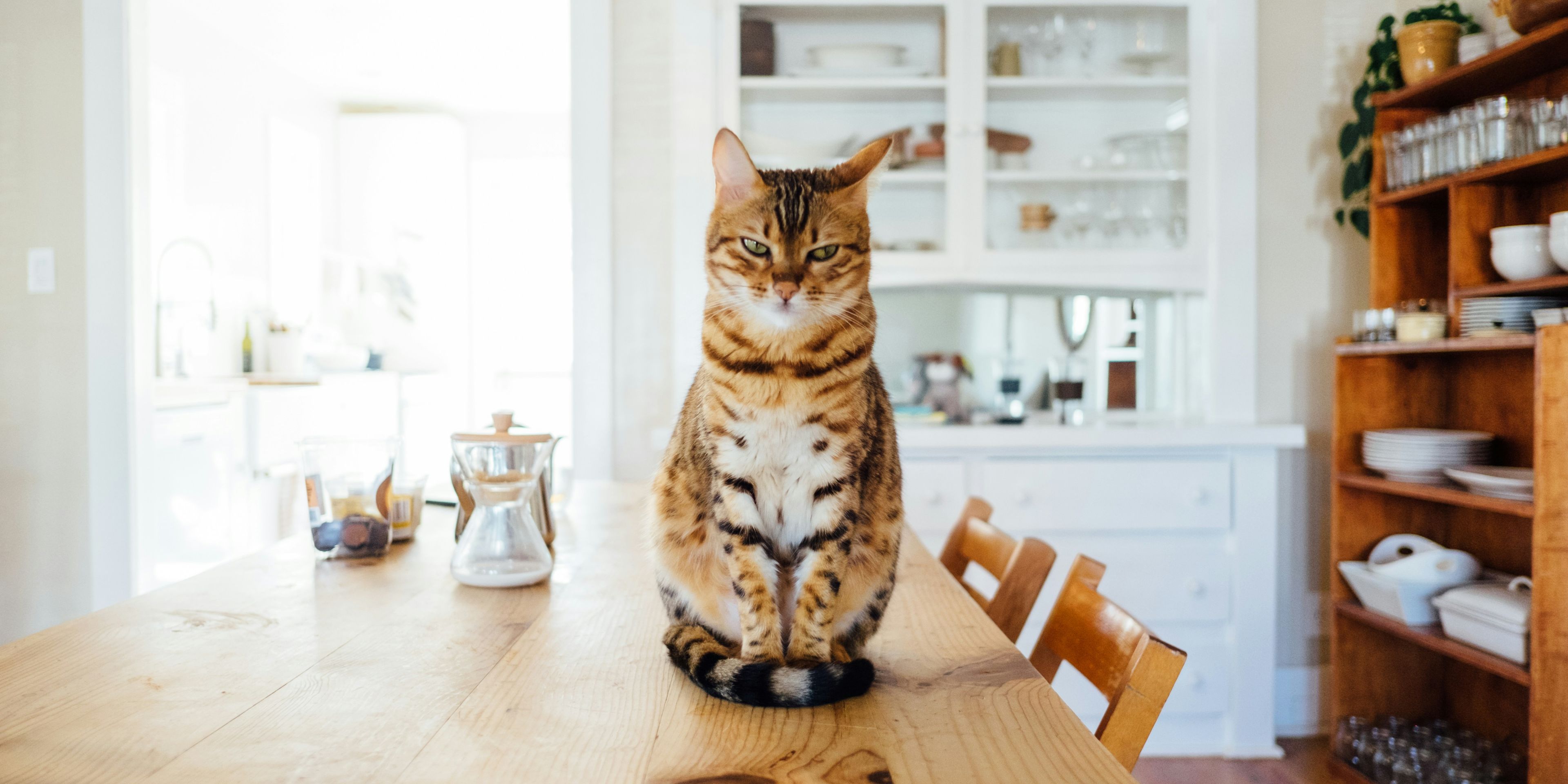 a cat is sitting on a wooden table in a kitchen .
