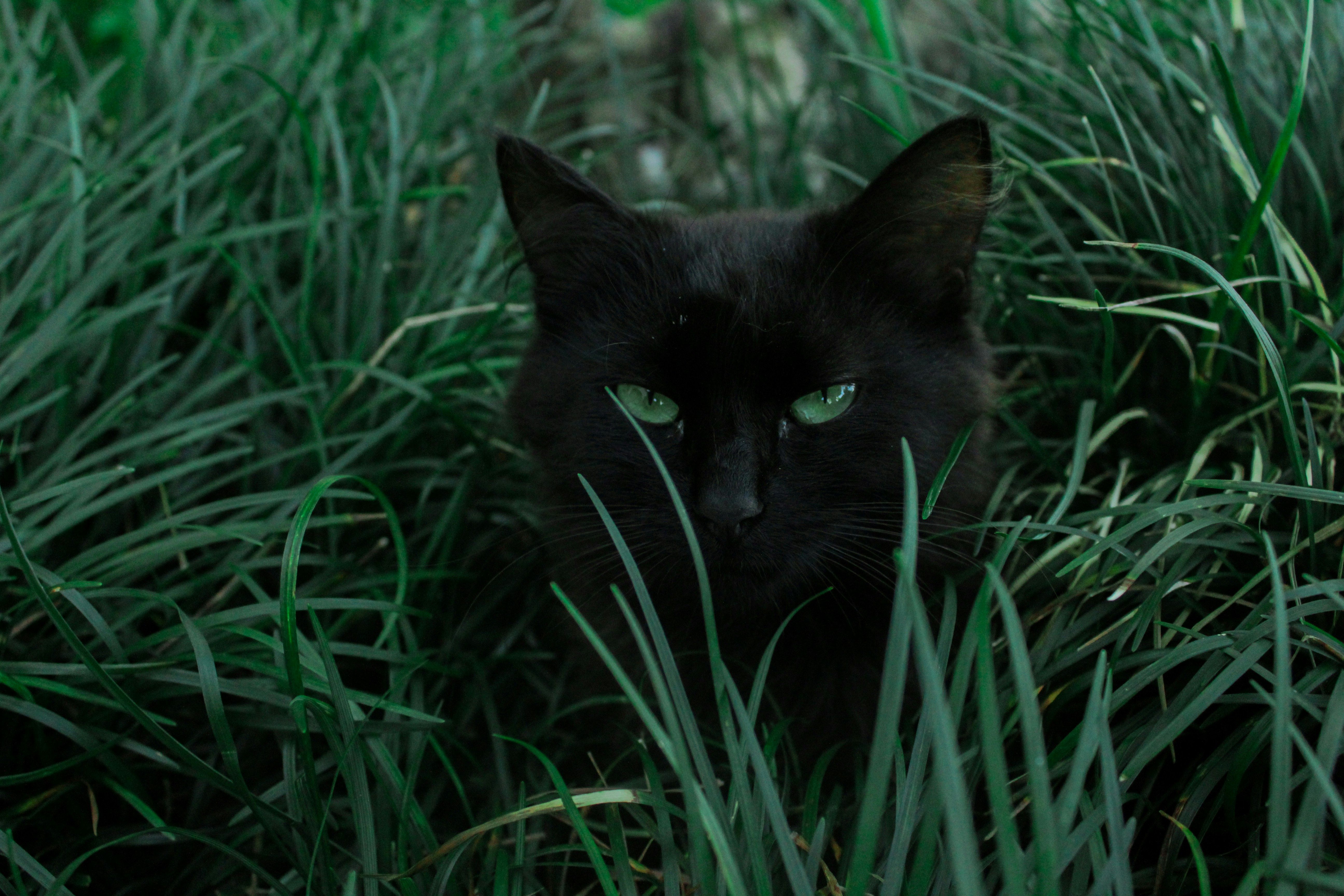 a black cat with green eyes is hiding in the grass .