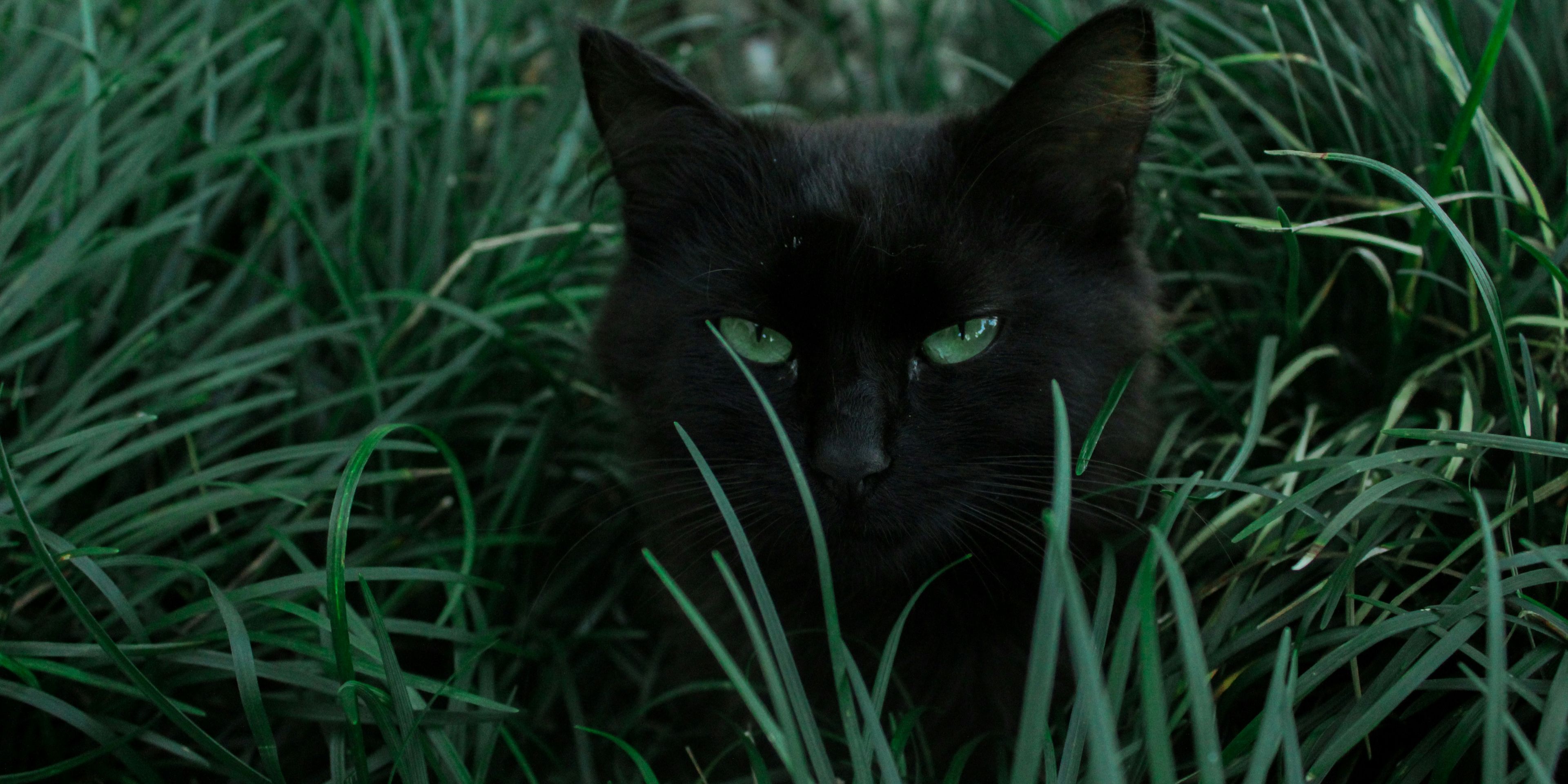 a black cat with green eyes is hiding in the grass .
