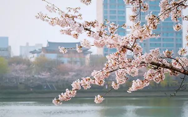 Cherry blossoms over a river in Seoul, South Korea