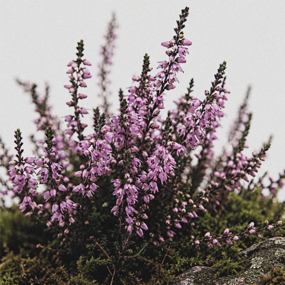 Lilac Peak District foliage arranged in a studio environment for the Grit brand world