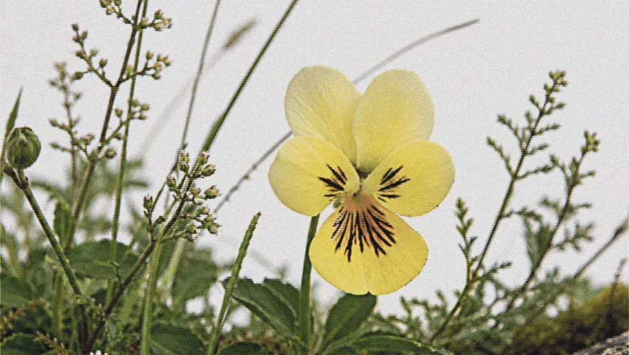 Generative image of a yellow flower created for the GRIT outdoor brand world