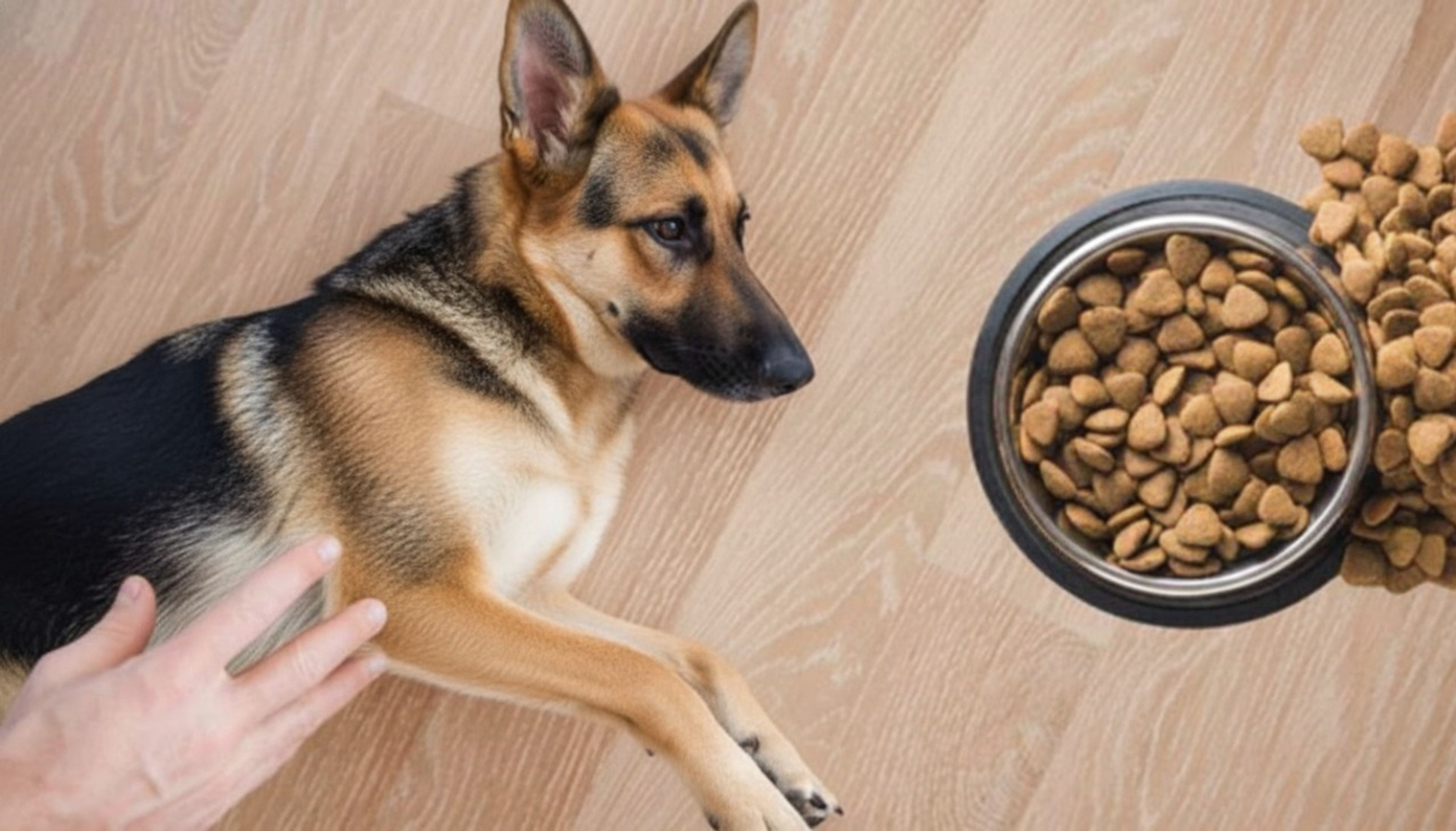 Best Dog Food for Sensitive Stomach: Vet-Backed Picks for 2025