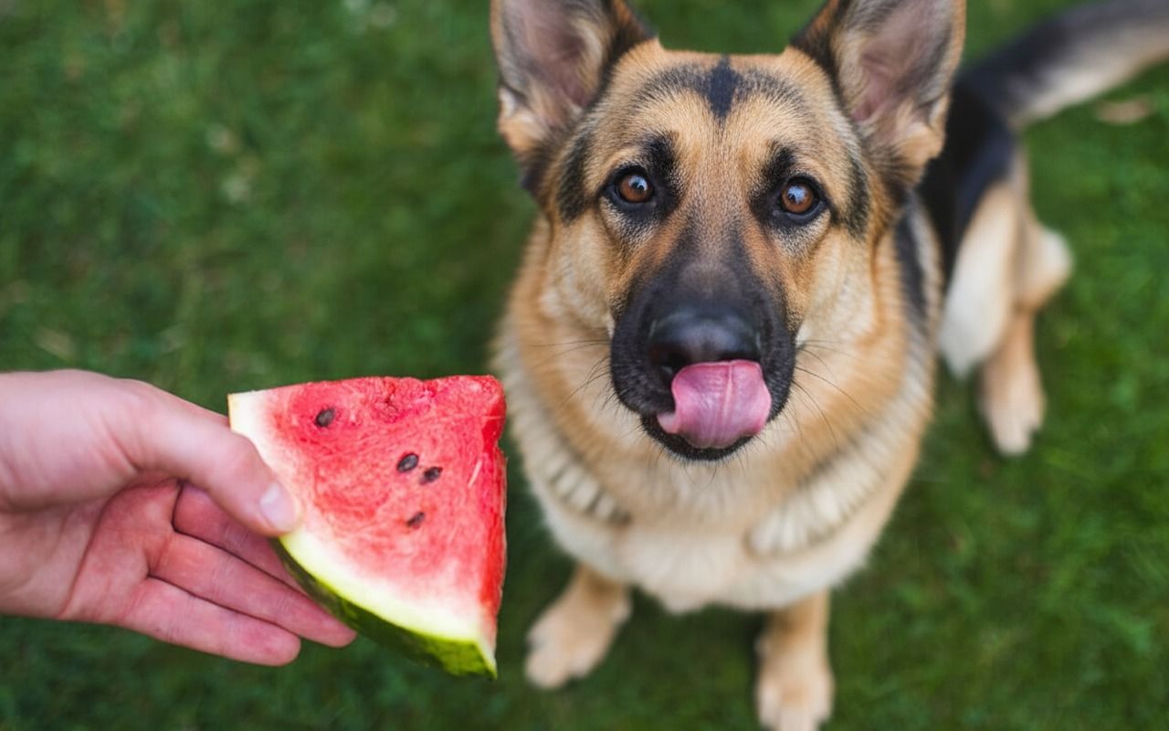 Can Dogs Eat Watermelon? Safety, Benefits, and Risks