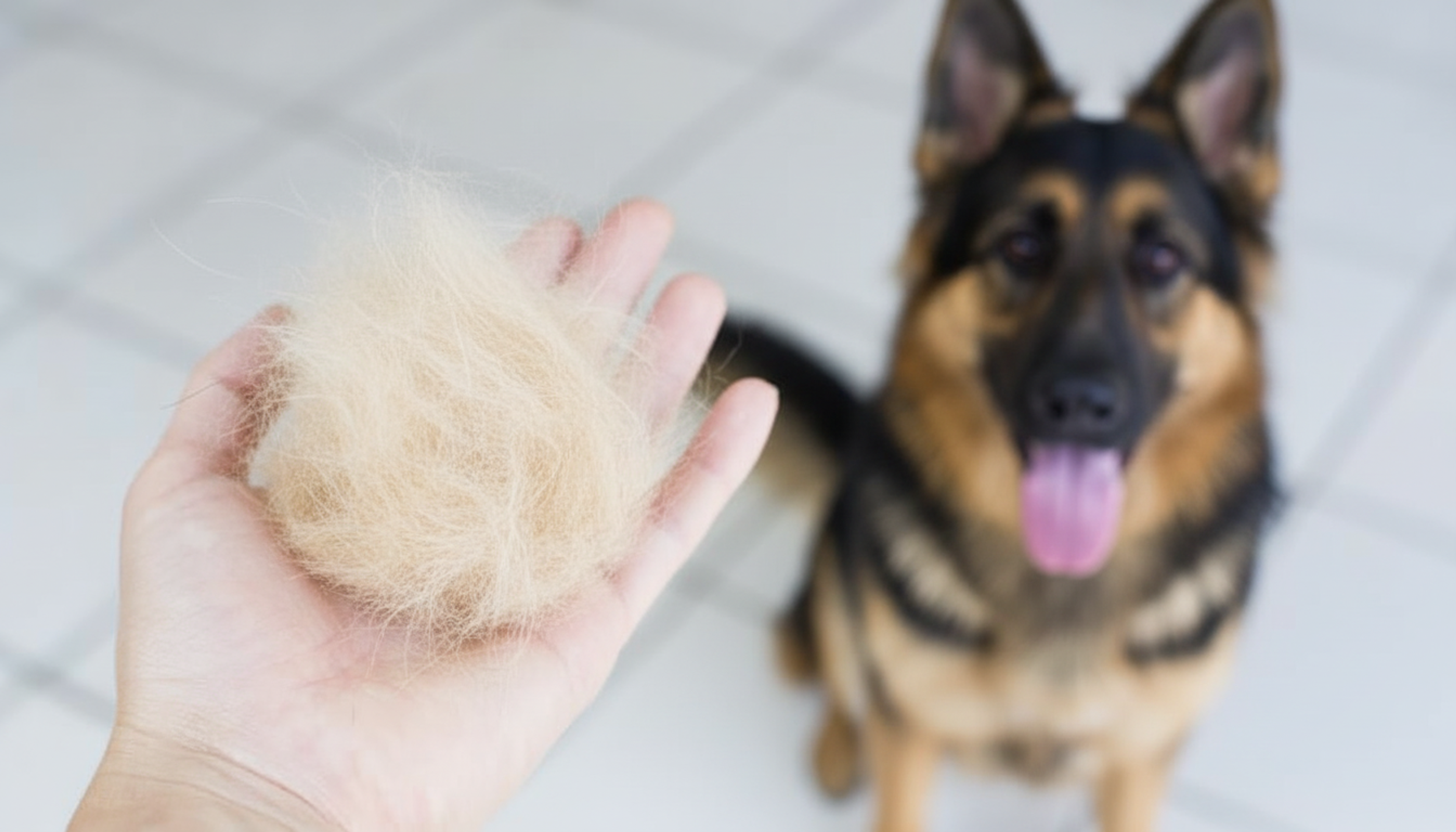 excessive-shedding-german-shepherd