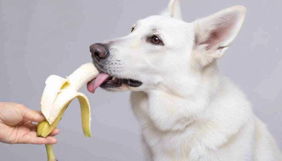 Banana Dog: Can Dogs Eat Bananas Safely? - Dogs Safely Eating Banana Stem