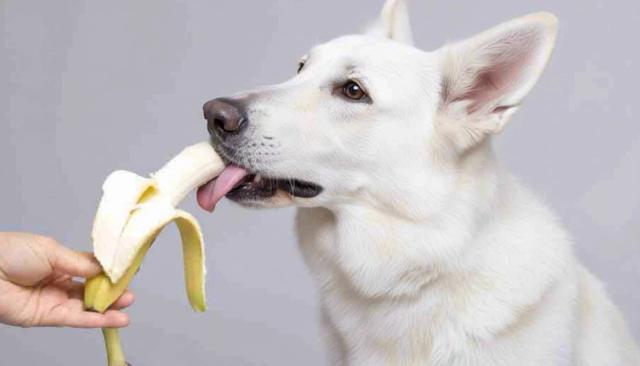 Image showcasing Banana Dog: Can Dogs Eat Bananas Safely?