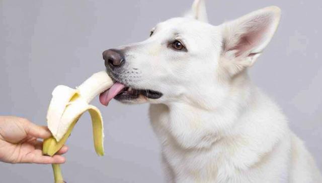 Illustration of Banana Snack Bars For Dogs Allergic