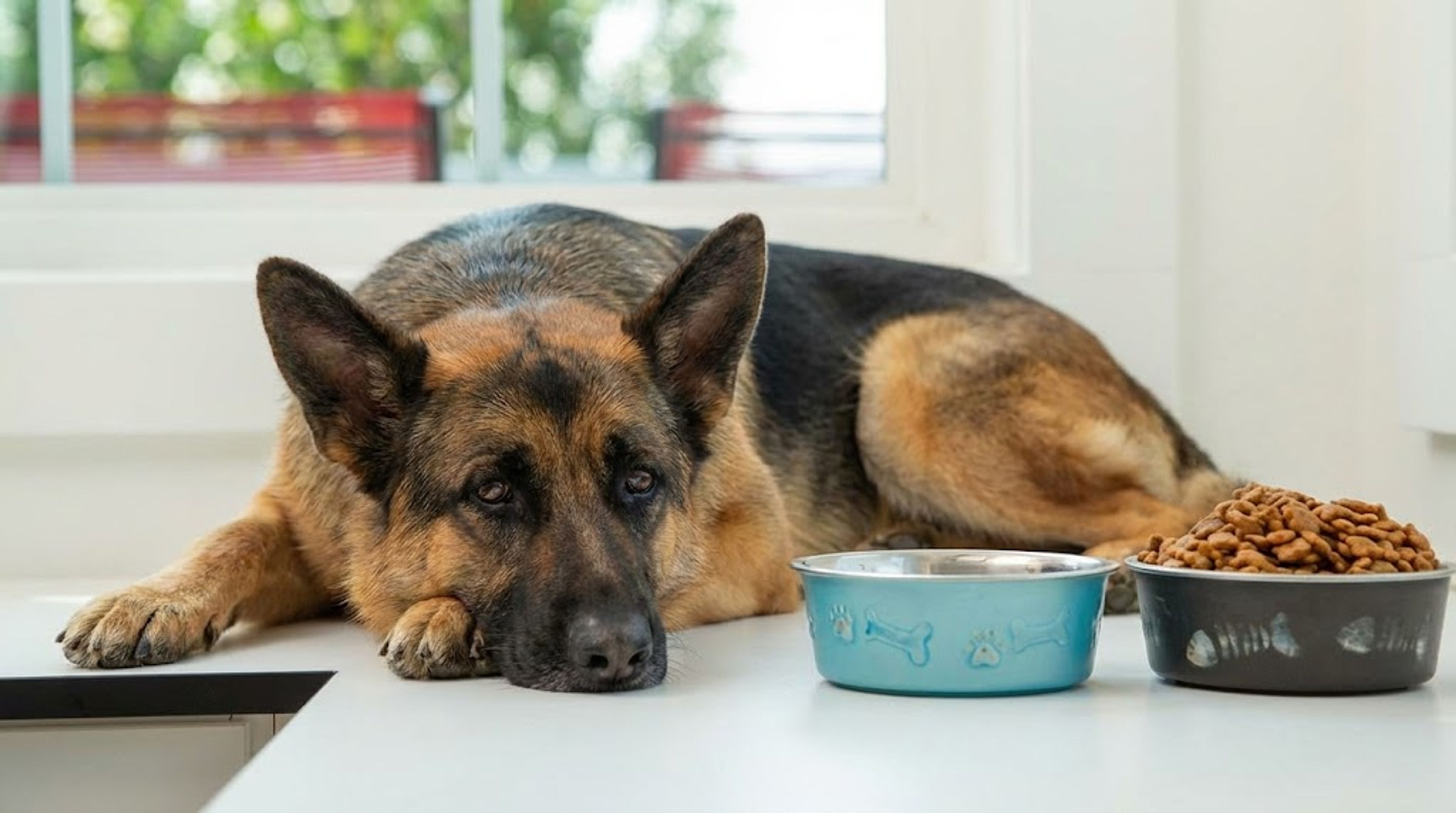 German Shepherd lying next to untouched food bowl wondering why is my dog not eating