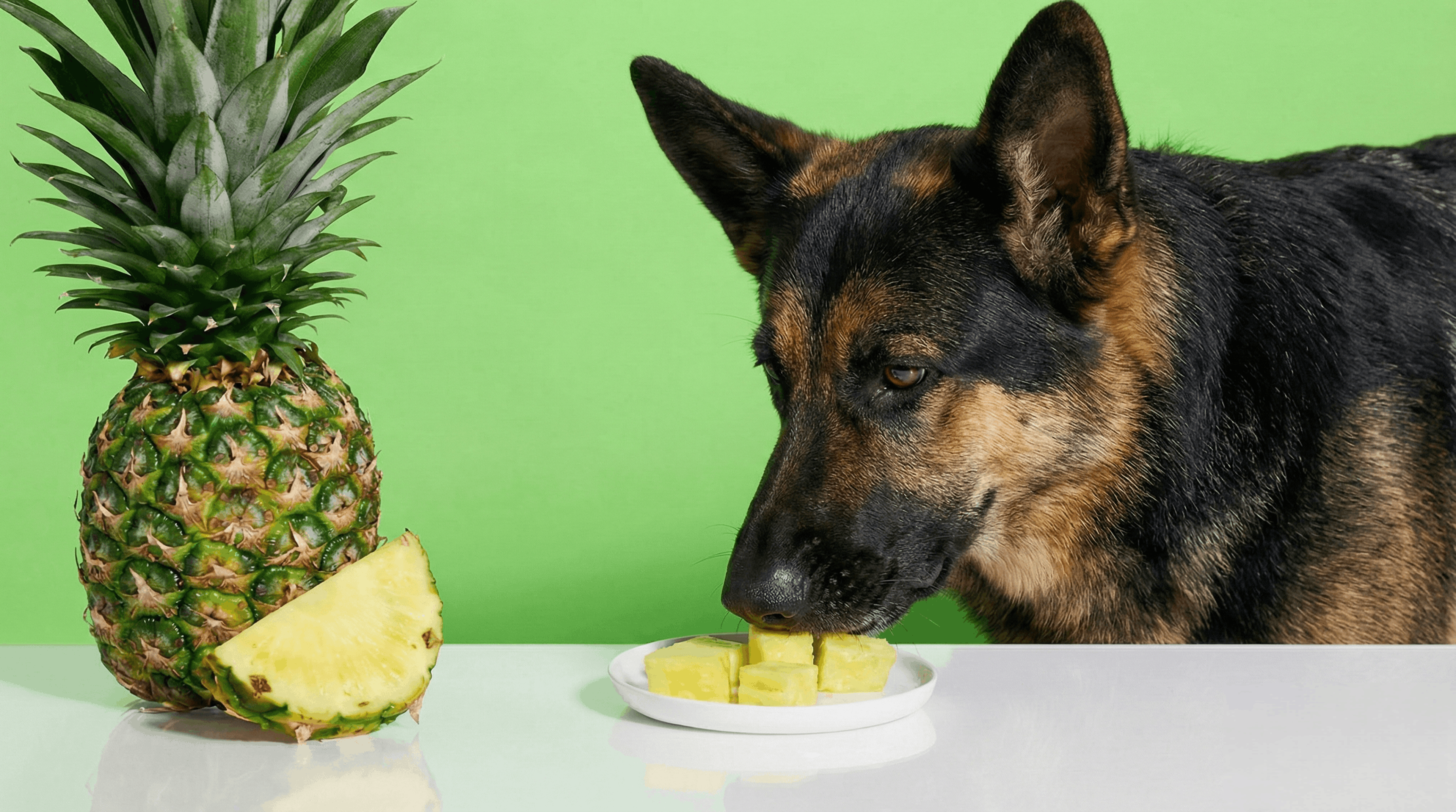 German shepeherd eating fresh pineapple 