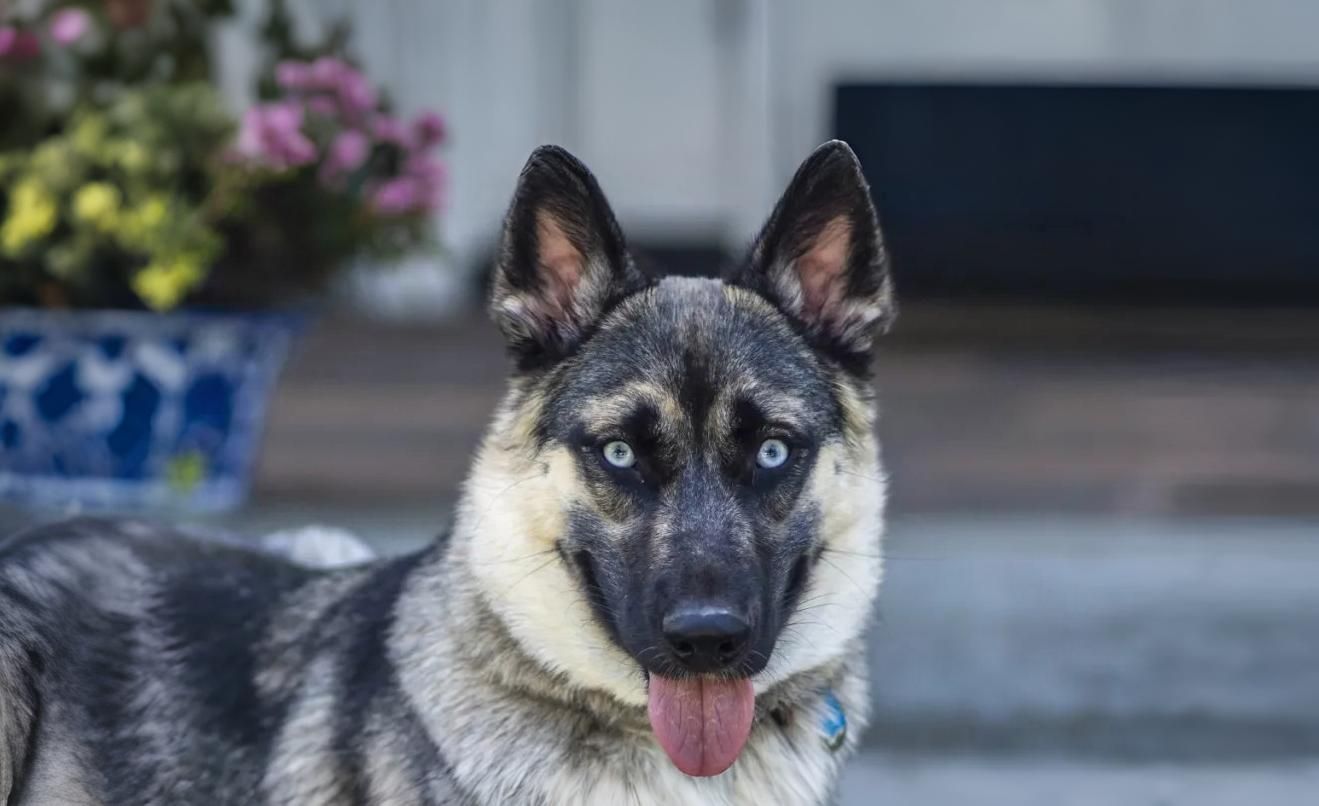a husky german shepherd mix standing in backyard.