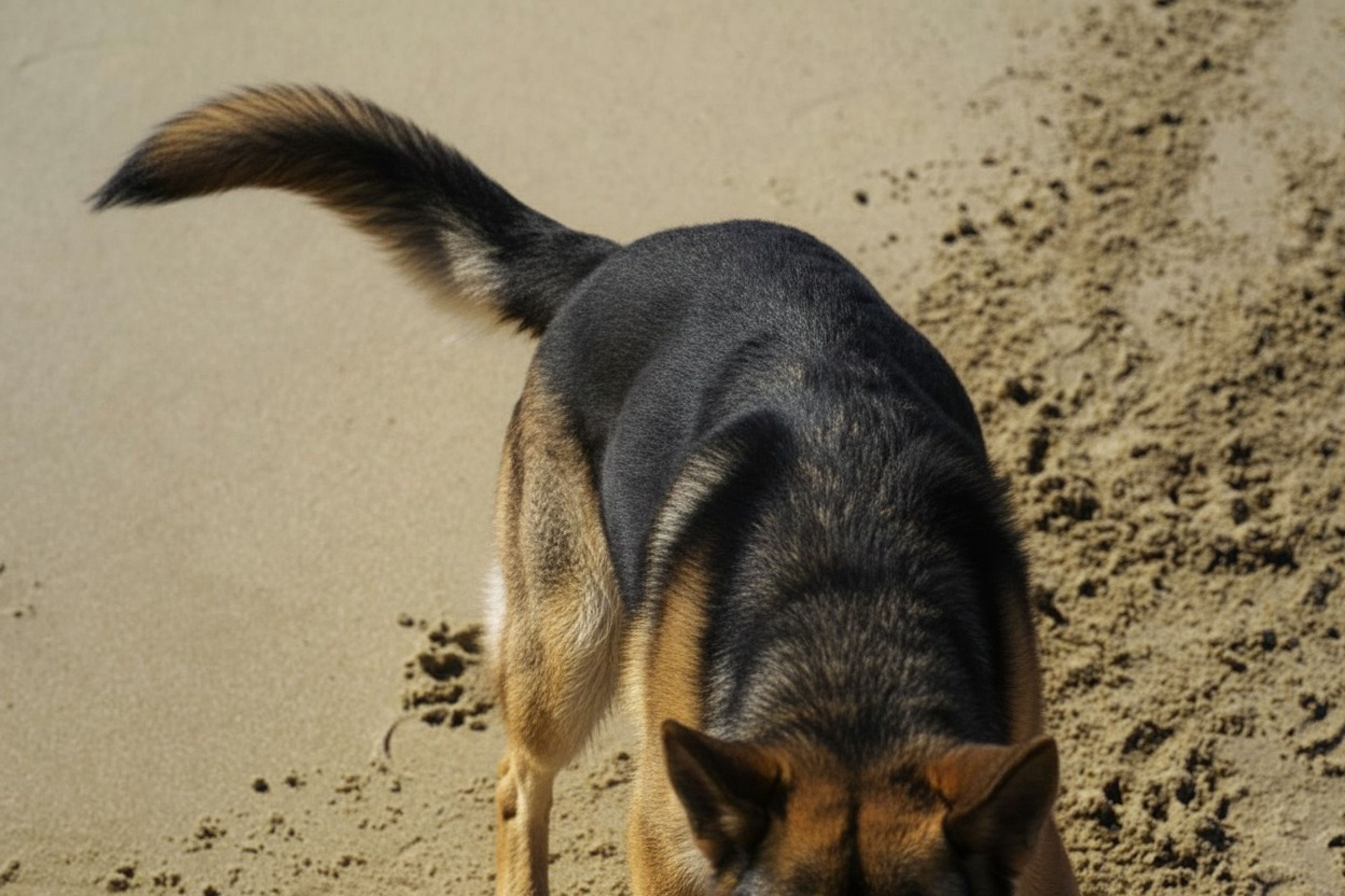 Dog Tail Meaning