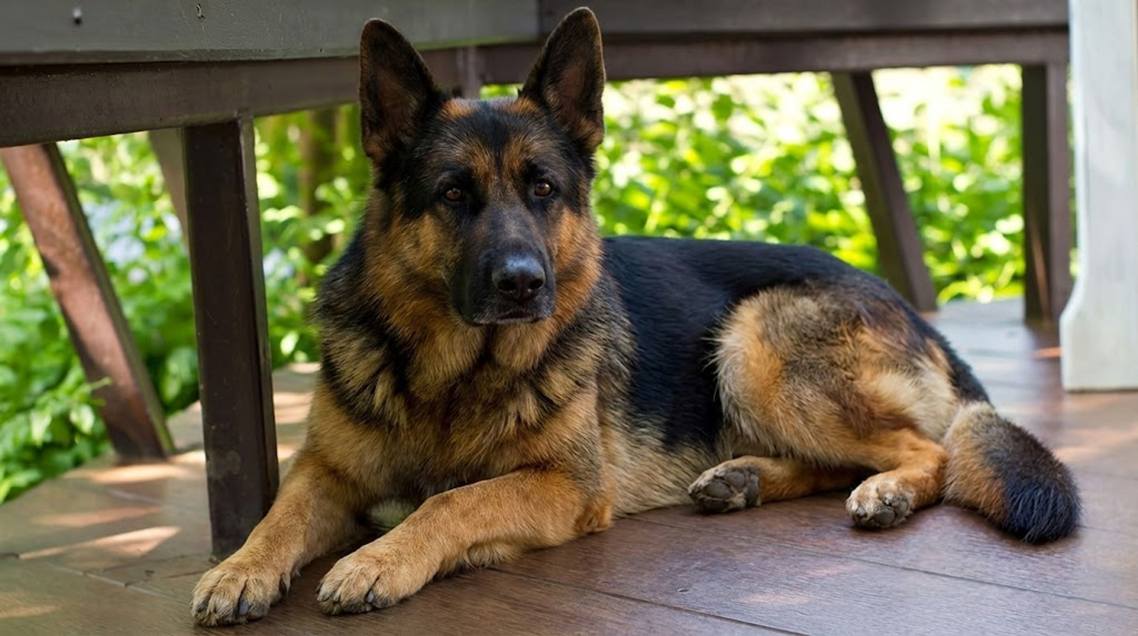 German Shepherd standing alert in a field, representing bloat in dogs awareness