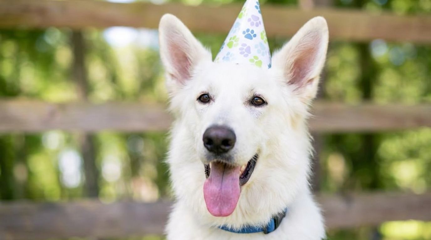 dog years calculator