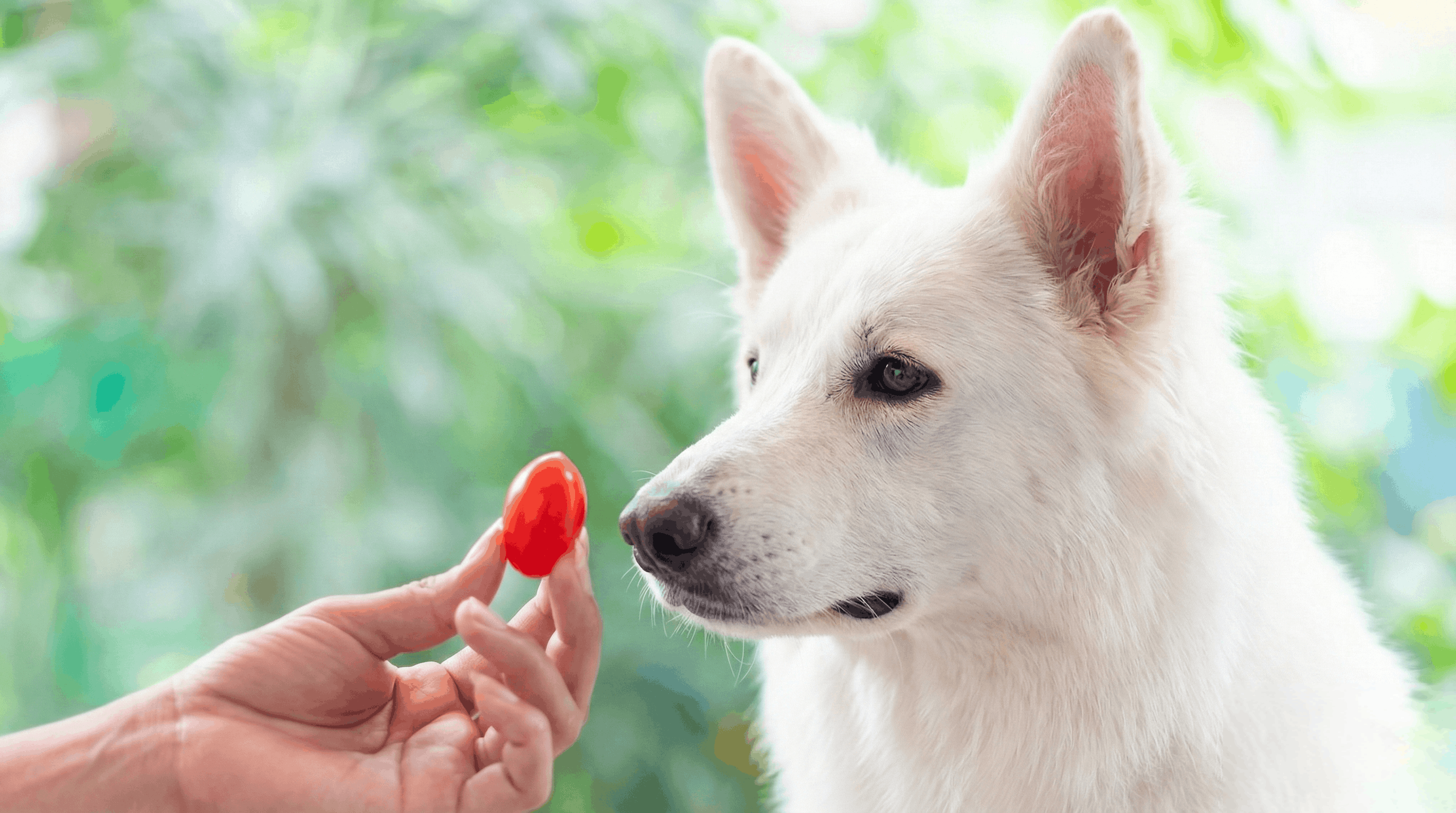 German Shepherd looking at ripe tomato in garden
