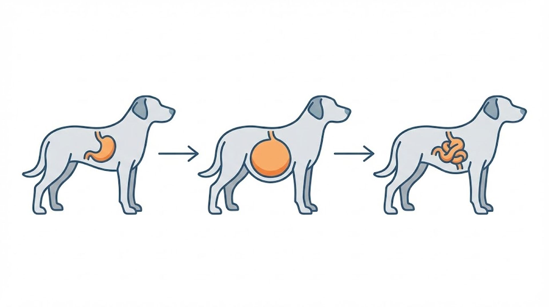 Infographic showing the dog bloat timeline and stomach expansion