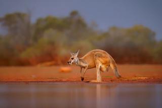 Moving to Australia - Kangaroo