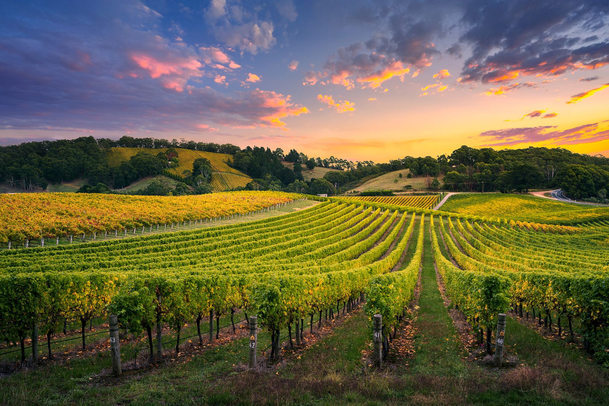 Vineyards in South Australia
