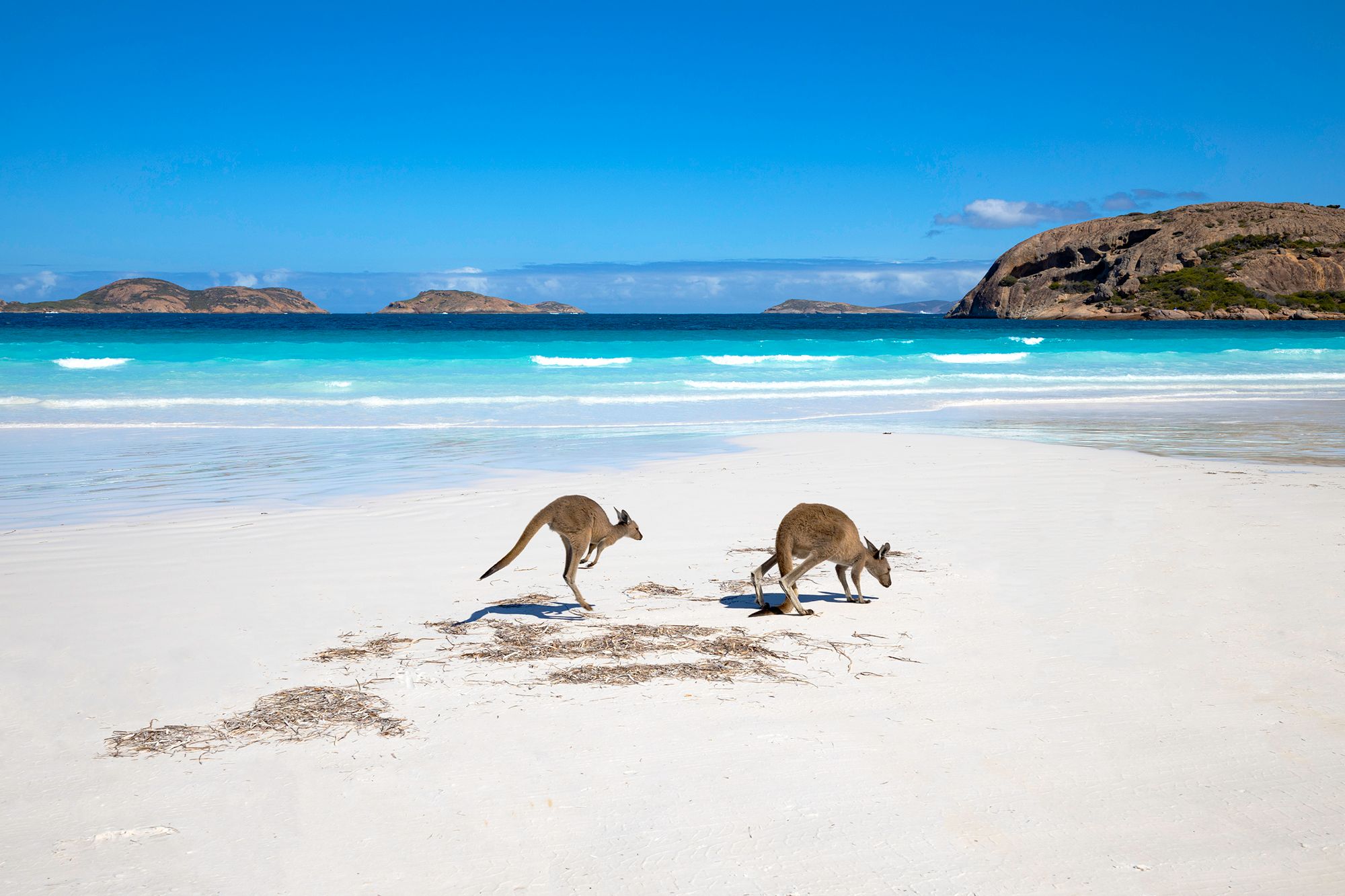 Wild life in Western Australia