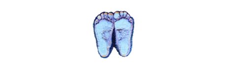 Little Feet