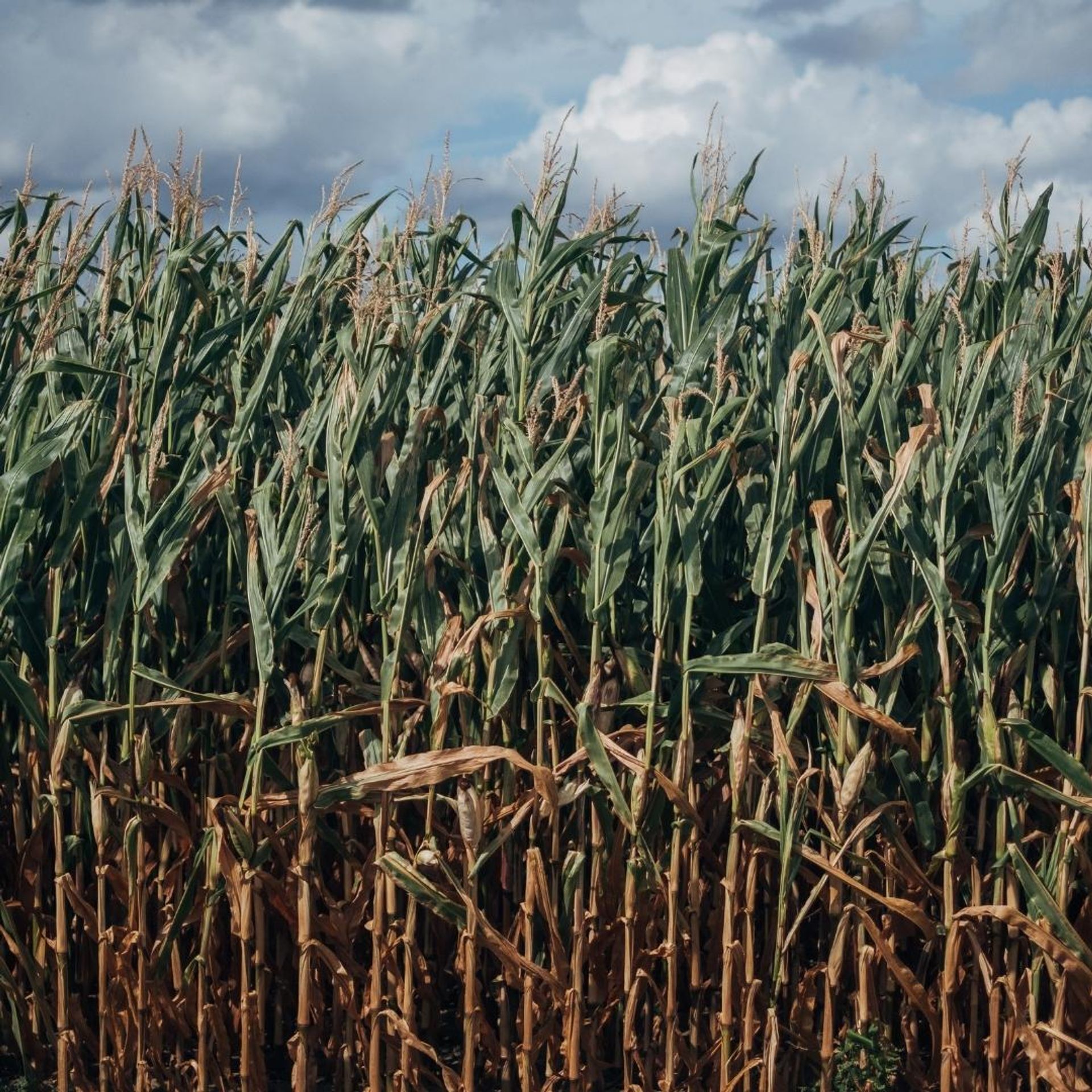 Sugarcane_Bared_Footwear_B_Corp