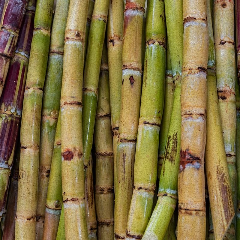 Sugarcane