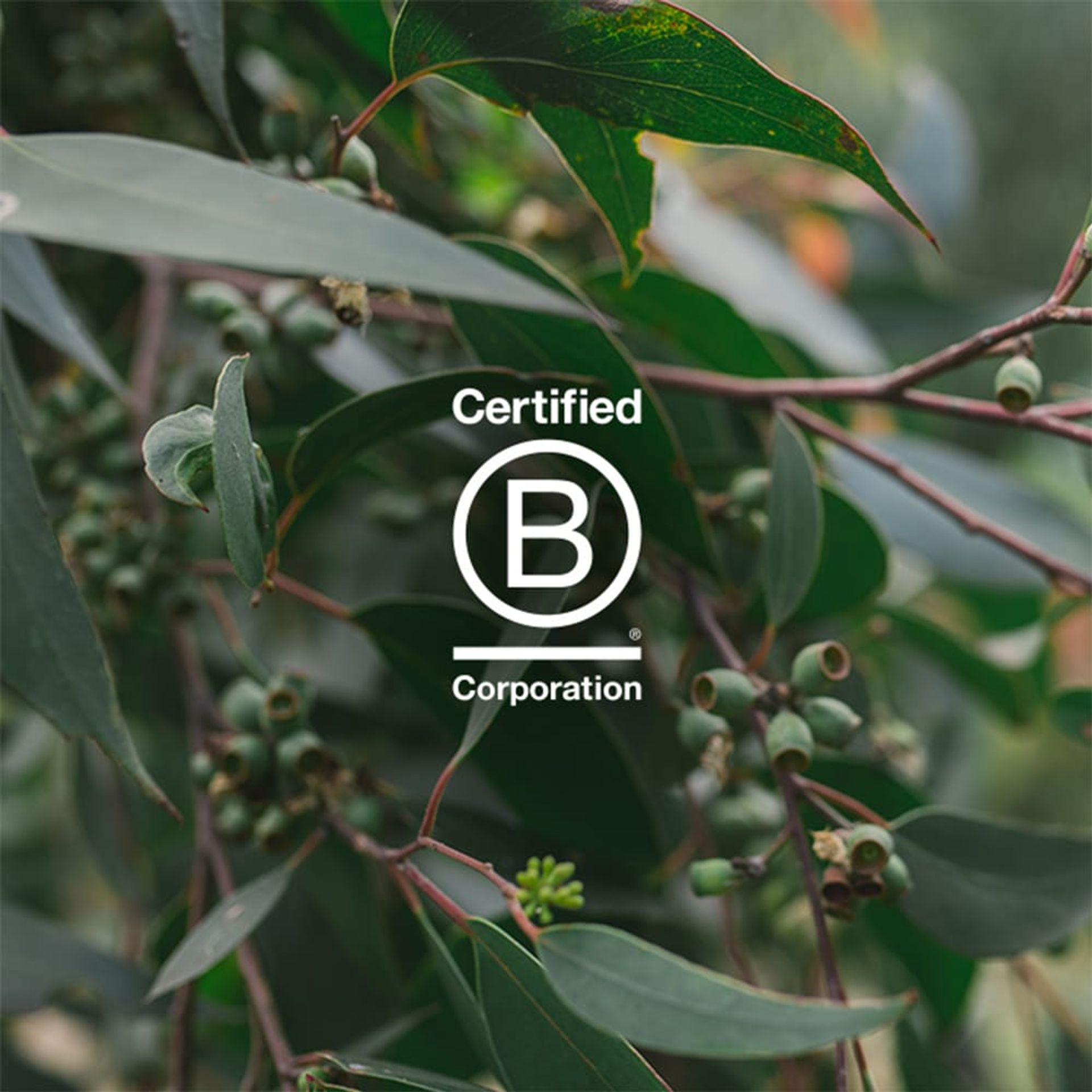 B Corp