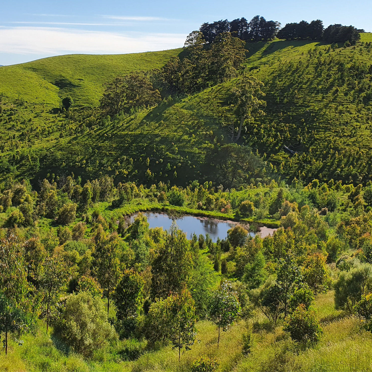 Planting Trees To Help Our Climate