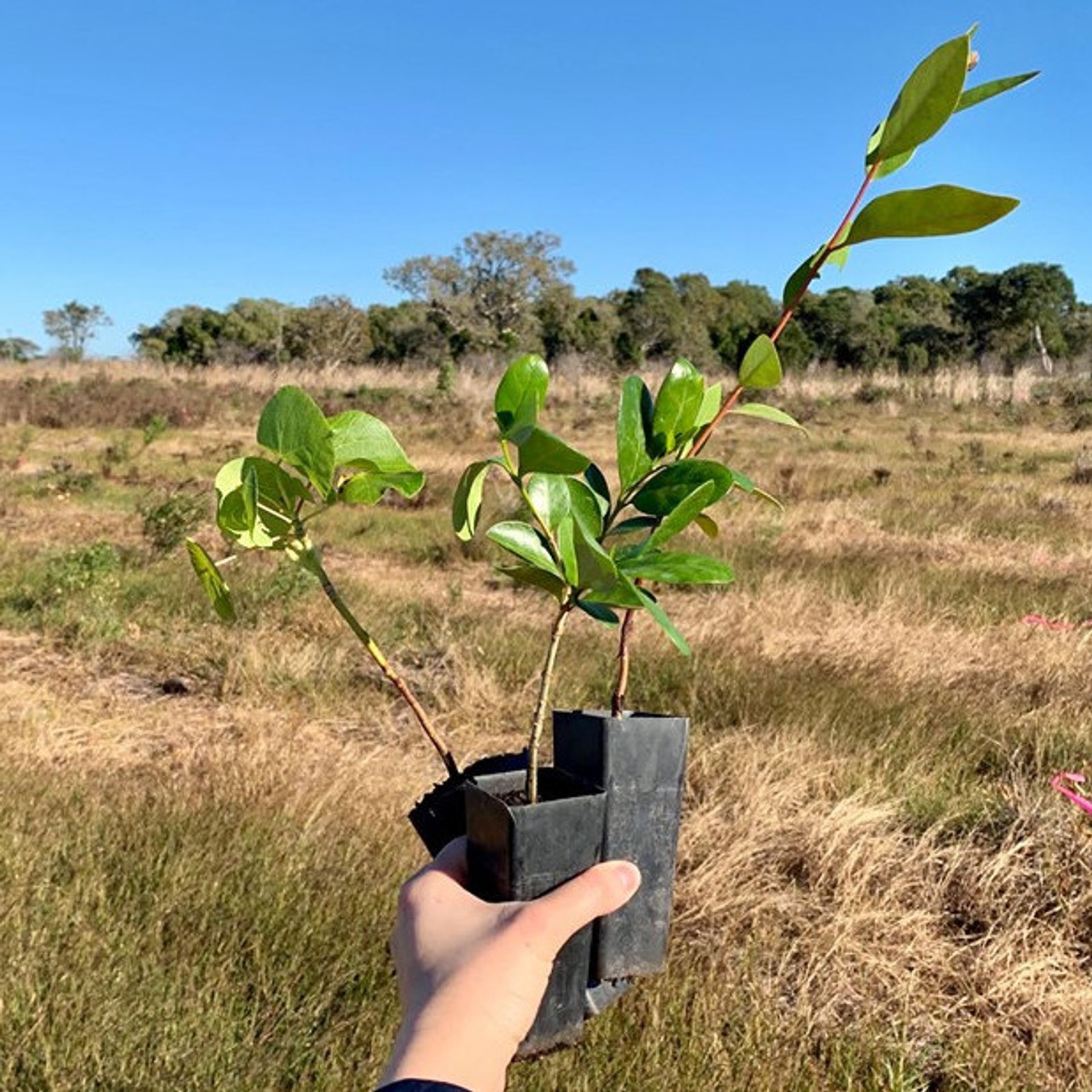 Greenfleet-Tree-Planting